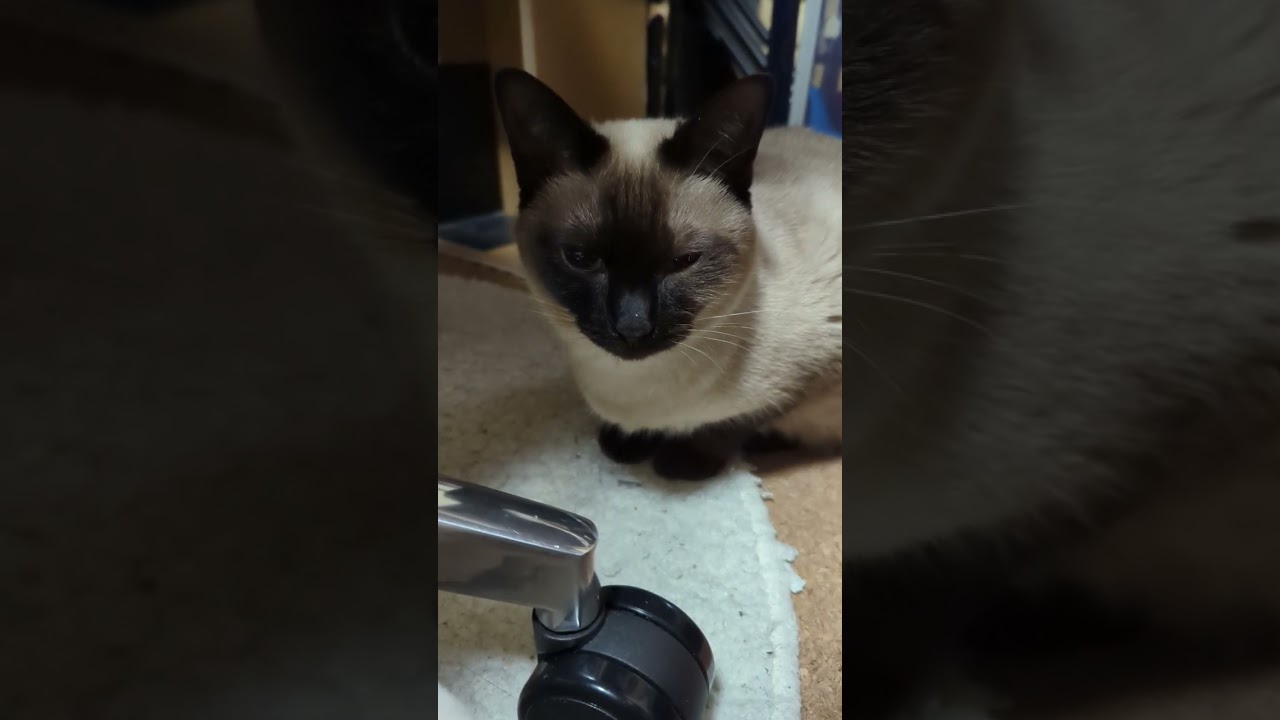 猫の鼻に何かついてる🐈 - Cats nose - #shorts