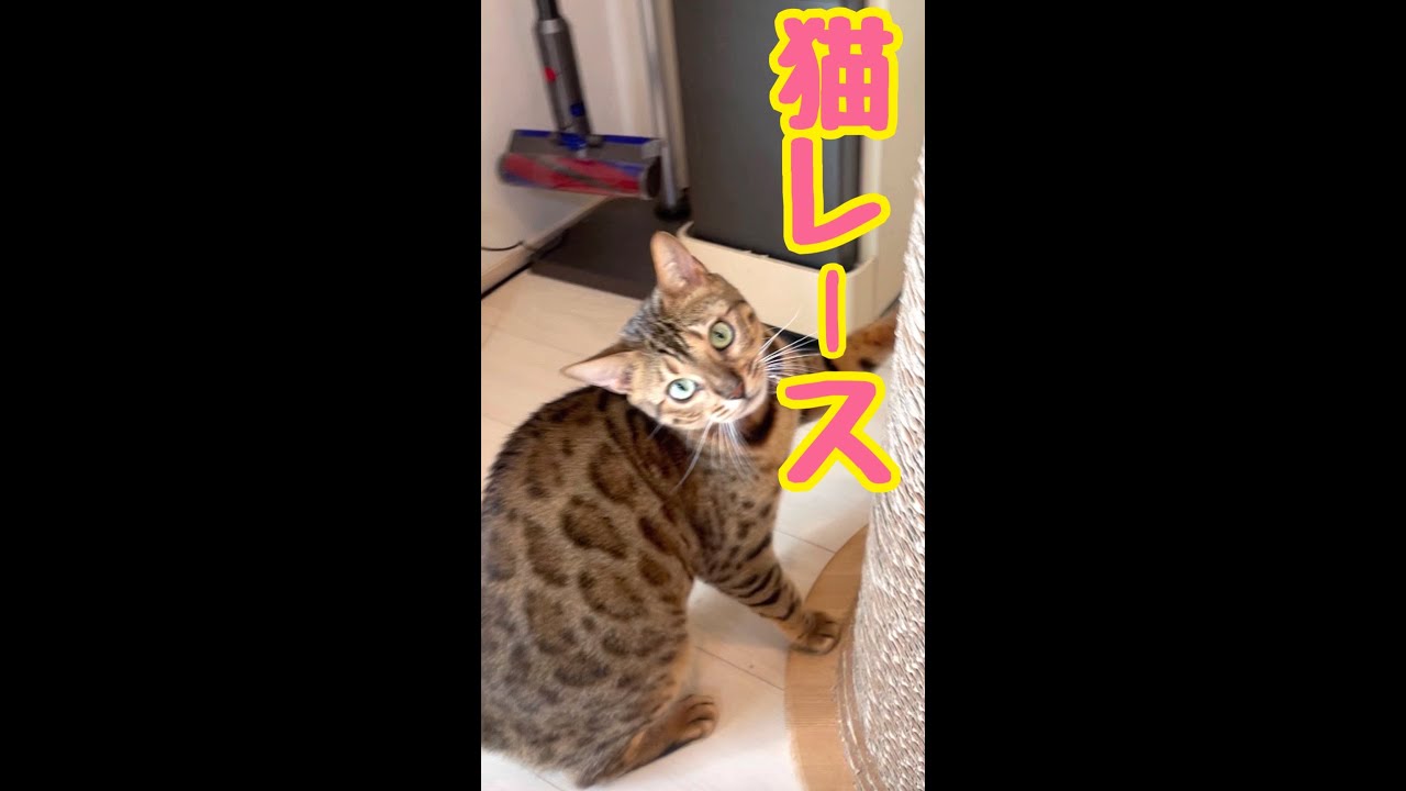 最強テトが1位からビリに！猫レース手持ちカメラダイジェスト（11/16）