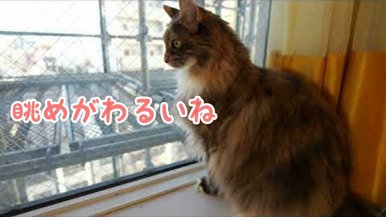 【ソマリとメインクーン】ケンタとメイ　足場はまだあるけど戻ってみたよ