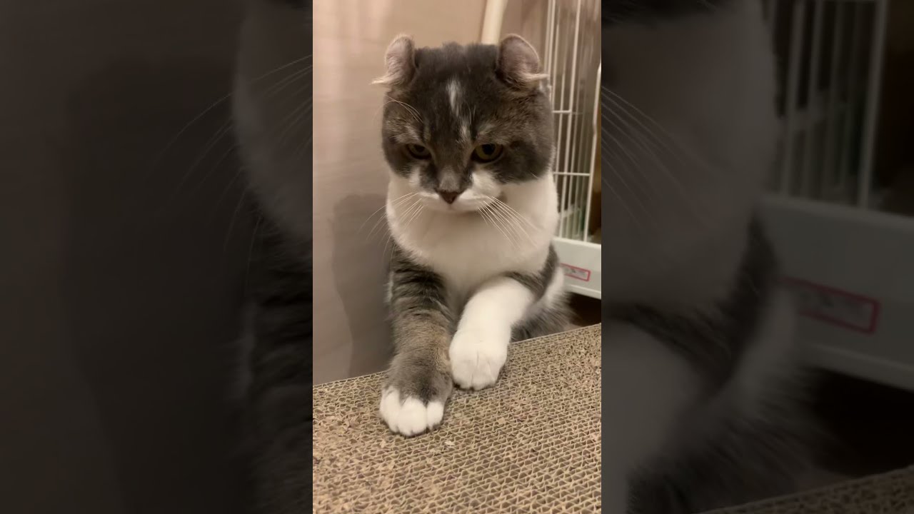 ピアノを弾くように爪をとぐ子猫【アメリカンカール】