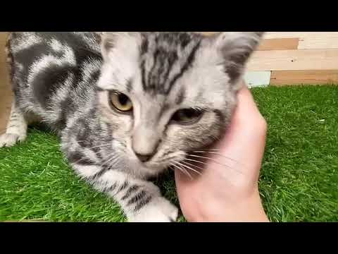 アメリカンショートヘアー