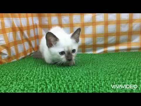 KR210202 トンキニーズ