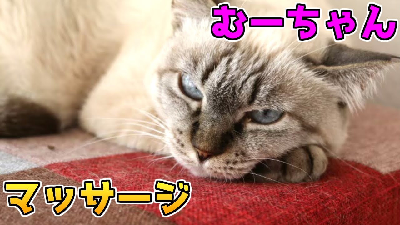 ちょ～気持ちいい！『あの狂暴だったシャム猫のむーちゃん』こんな事になってます。おまけ『はる＆アポロ』保護ねこ