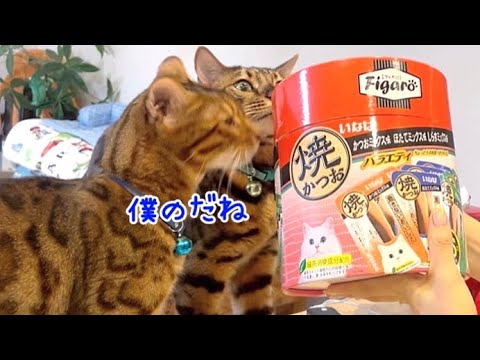 ナナの誕生日ケーキ材料を果敢に奪いに来るベンガル猫達