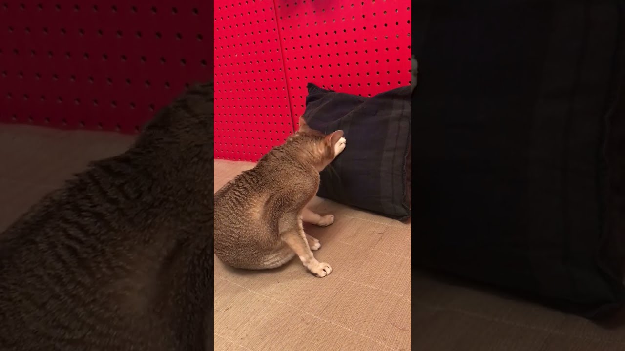 クッションにあんよをのっけて毛繕いのシンガプーラなのにゃ♪