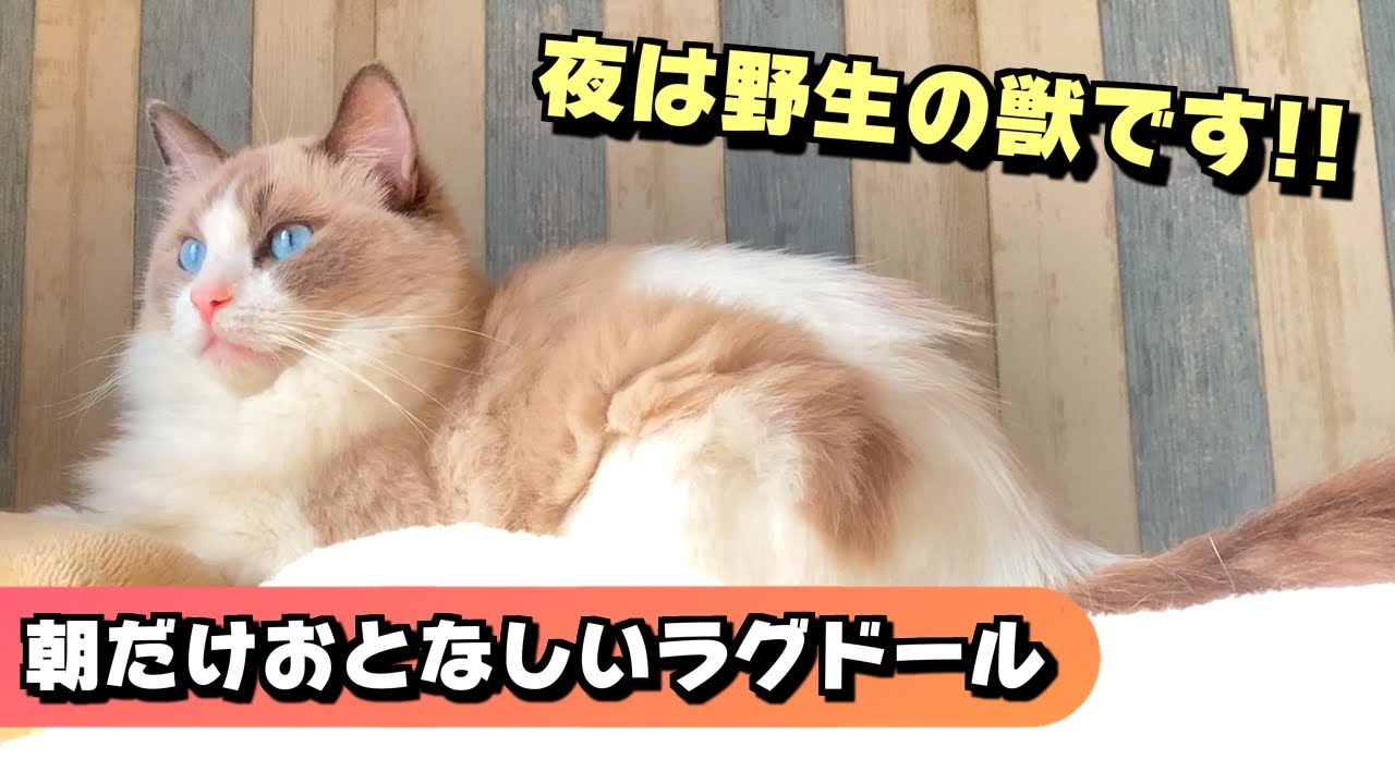 朝だけはラグドールっぽい、いのりちゃん＆夜は困っていますｗｗｗ【猫のナレーション】