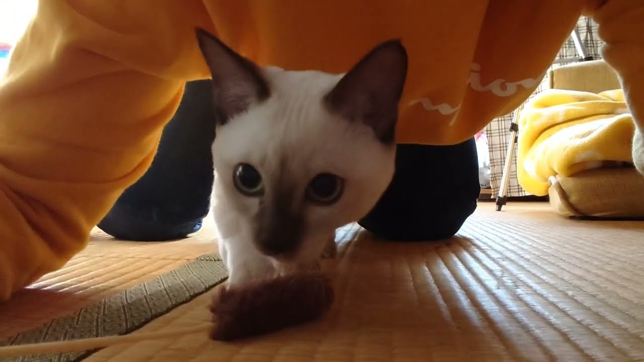 #猫 #多頭飼い #トンキニーズ ココとねこじゃらしで遊んでみた