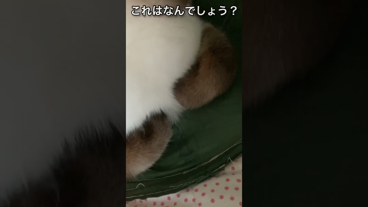 【シャム猫】ねこねこクイズその①