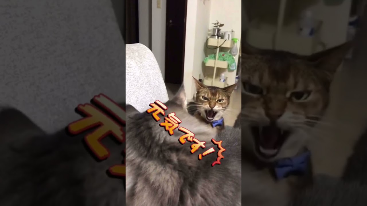 ずっと元気！#shorts#猫動画#アビシニアン#cat