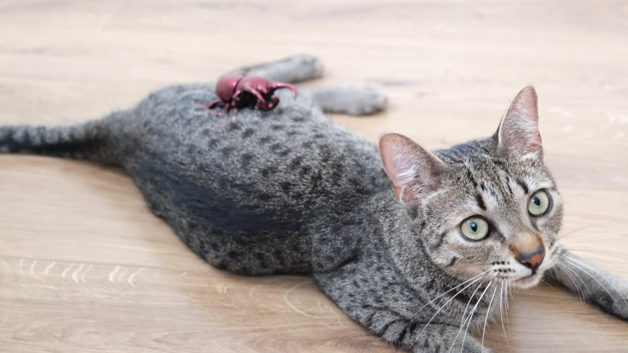 今度はオオカブトムシと初対面する猫【エジプシャンマウ】Now come face to face with the wolf beetle