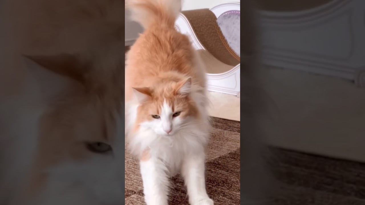 お腹すいたよアピールする ノルウェージャンフォレストキャット #shorts