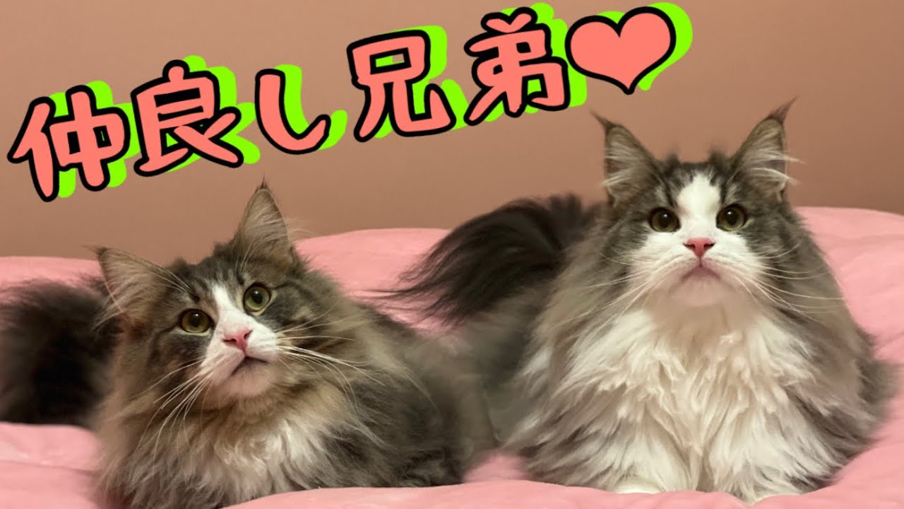 【仲良し❤︎】1さいのノルウェージャンフォレストキャットの兄弟が可愛すぎる🥺