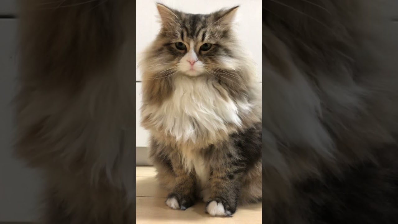 ササミを出せと圧をかけるもふ猫【サイベリアン】