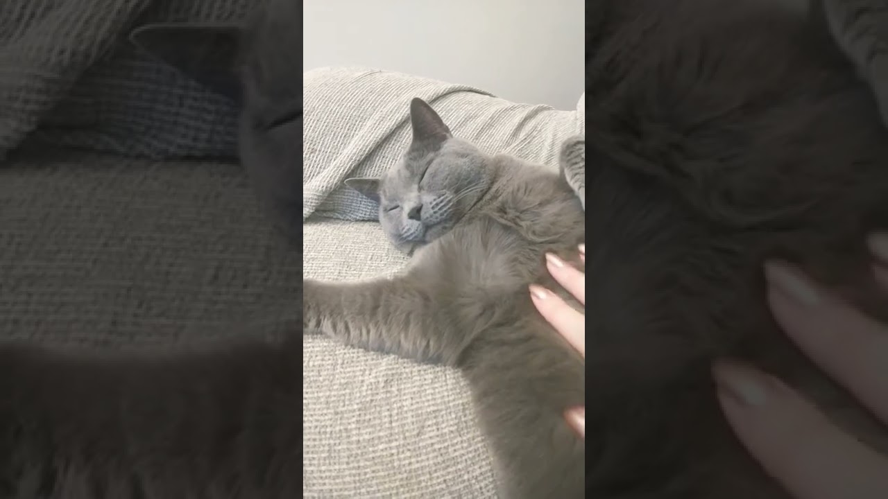 大人のシャルトリュー #shorts