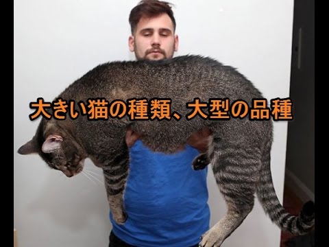 大きい猫の種類や大型の品種