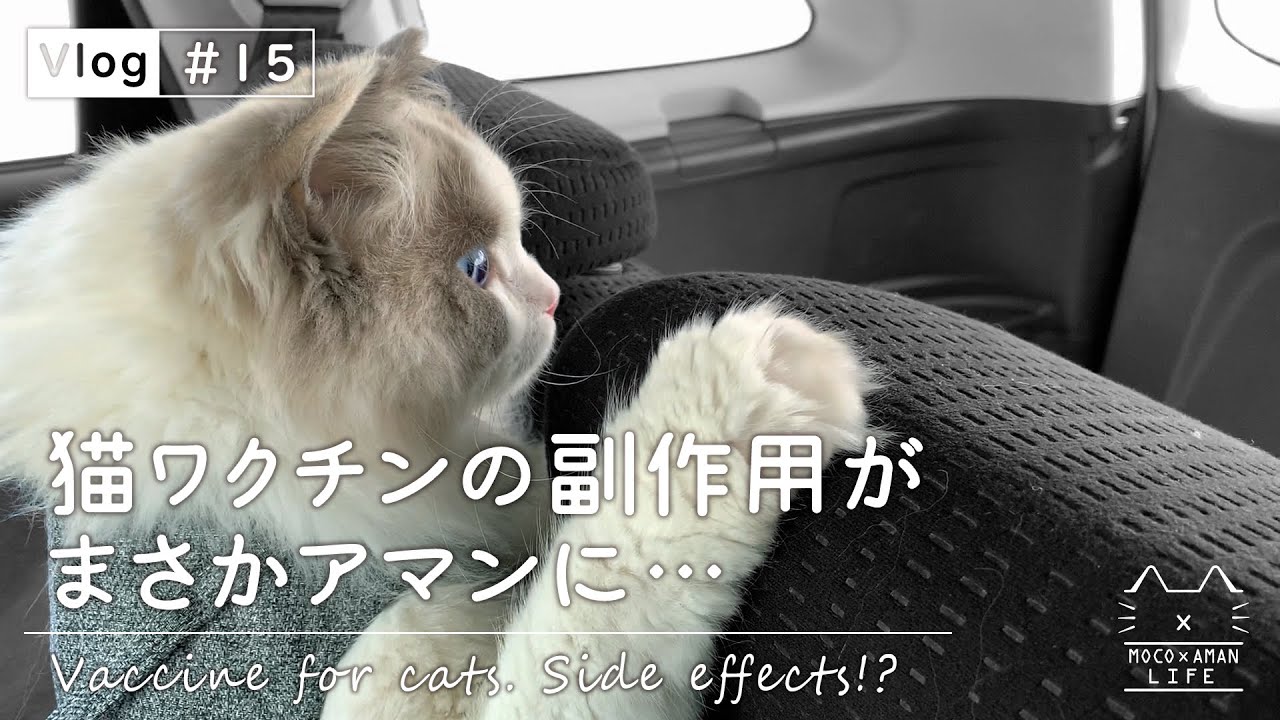 猫ワクチンで翌日異変が！副作用で即病院へ｜ラグドール猫【vlog #15】