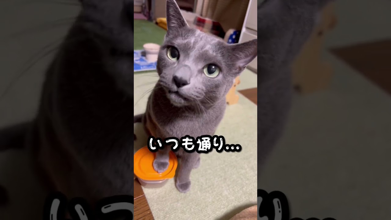 【ロシアンブルー】クリスマスイブですね😊めろんはいつも通り過ごしてます😁【猫】#shorts