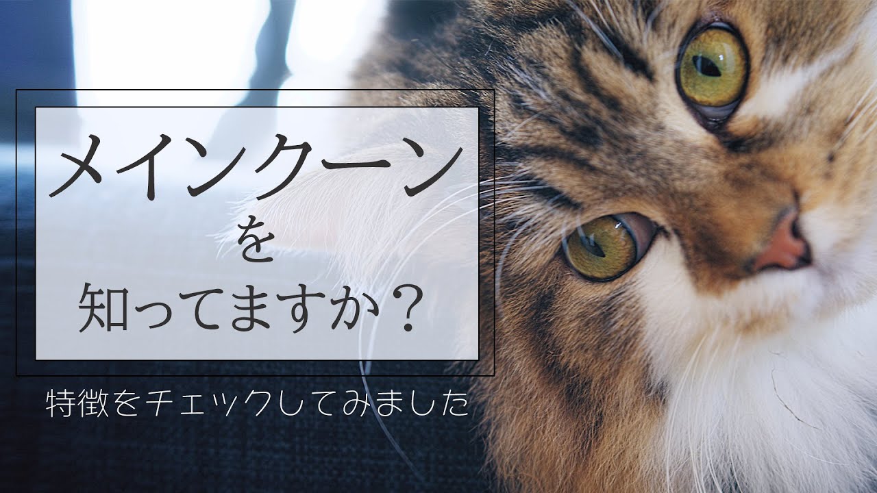 犬と猫Vlog | メインクーンあるある | 改めてメインクーンの特徴を確認してみました