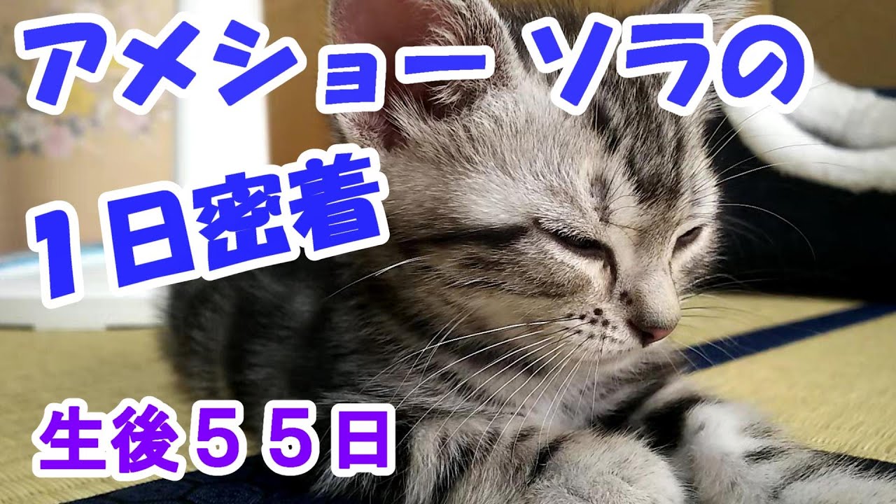 アメリカンショートヘアの子猫ソラの１日密着