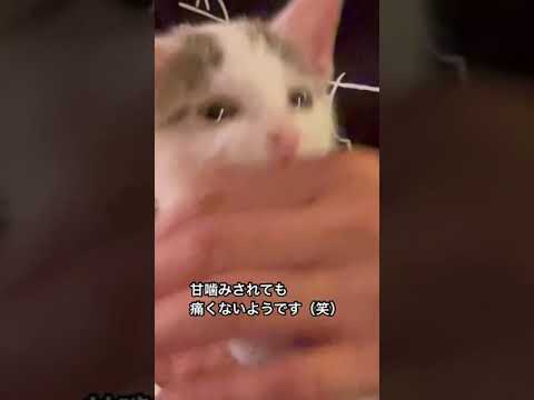 子猫とパパが仲良くなった？子猫が来て1週間 #shorts 保護猫おから