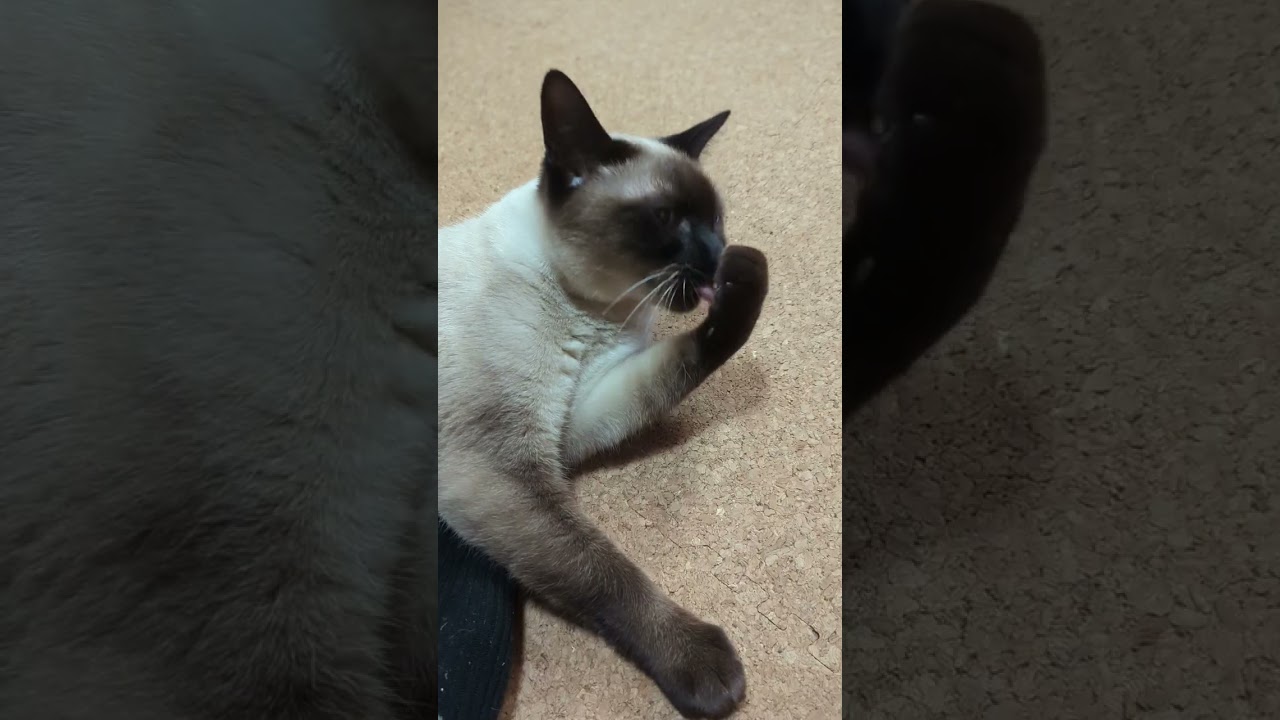 爪を噛むシャム猫🐈 - Cats biting her nails - #Shorts