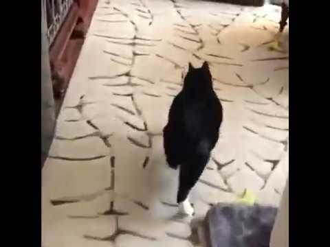 WALK of the MANX Cat
