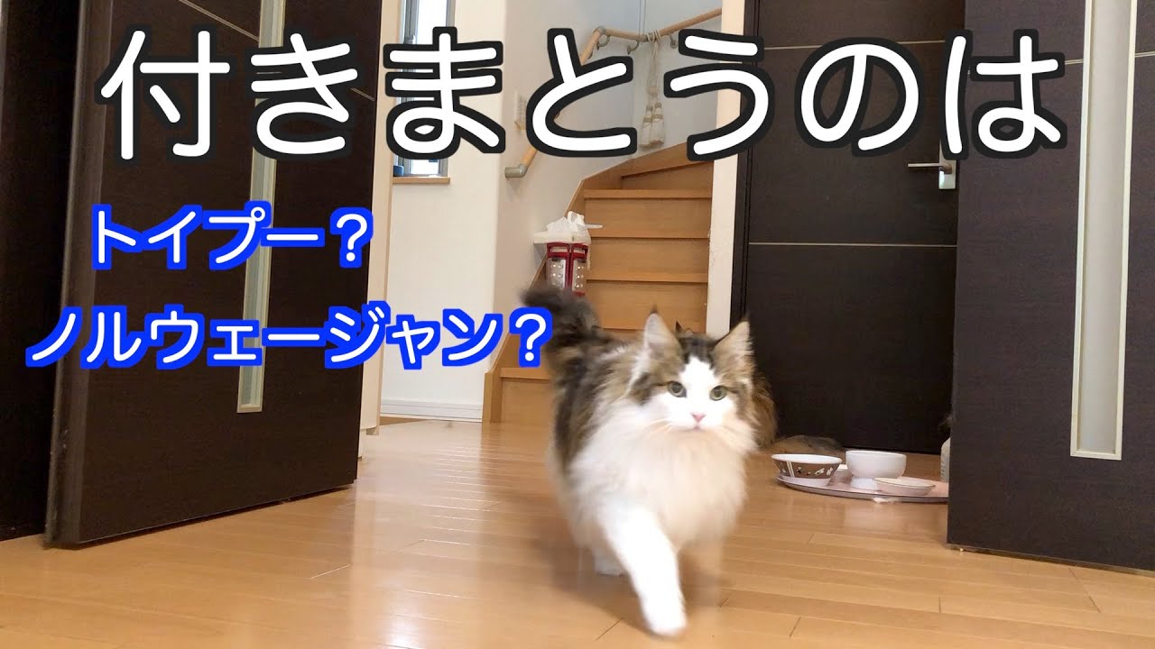 【付きまとうのは猫か？犬か？】ノルウェージャンフォレストキャット　トイプードル