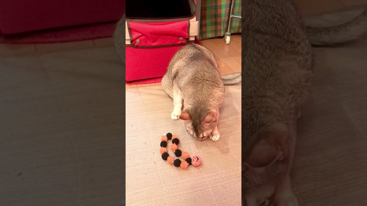アヤシイかぼちゃ鈴をチョイチョイするシンガプーラなのにゃ♪