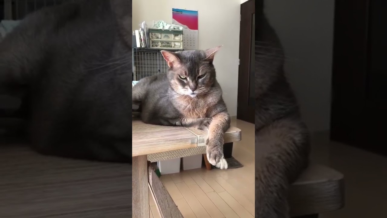 気づいた！#shorts#猫動画 #アビシニアン#cat #まな猫