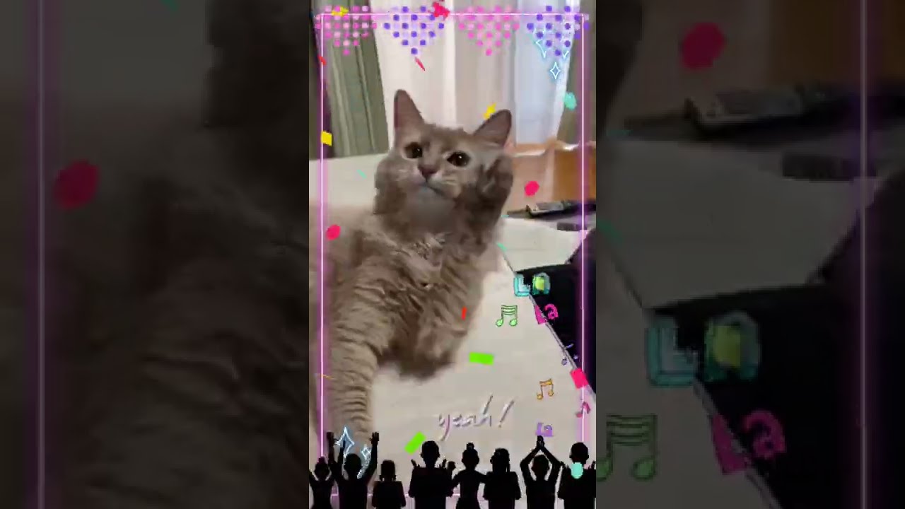 Hyper ハイテンション#shorts #猫 #ソマリ #cat #気分上々