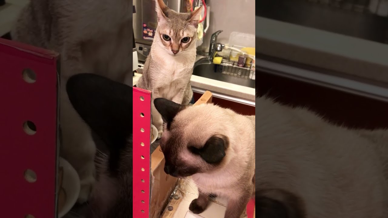 仲良くご飯待ちをするシンガプーラとたぬき猫なのにゃ♪
