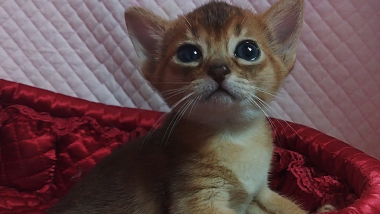 アビシニアン子猫