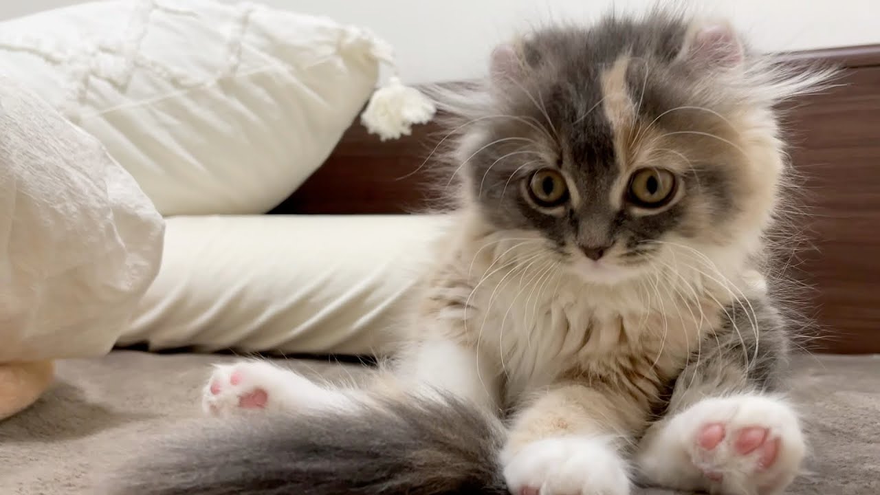 カールの子猫がスコ座り【アメリカンカール】