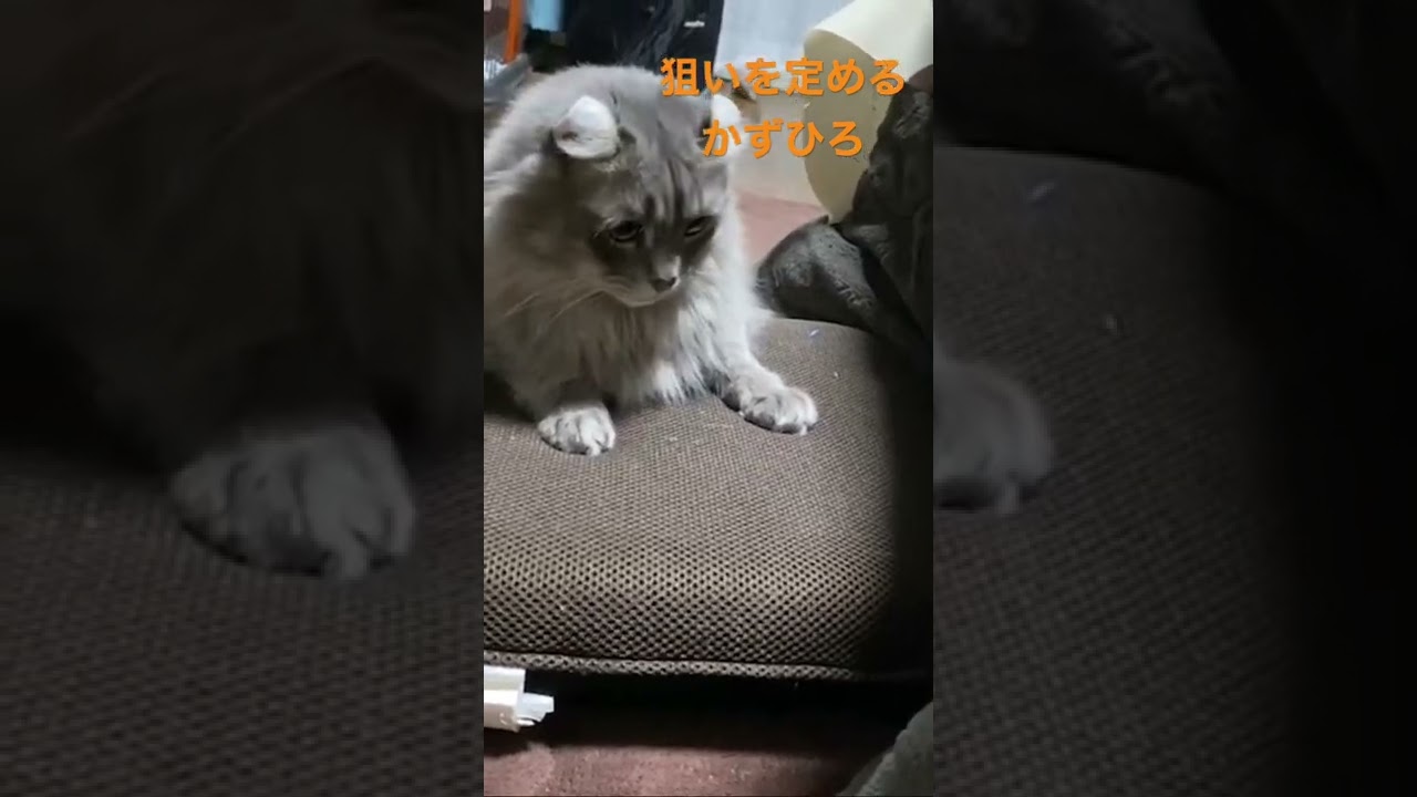 狙いを定めるアメリカンカール#shorts