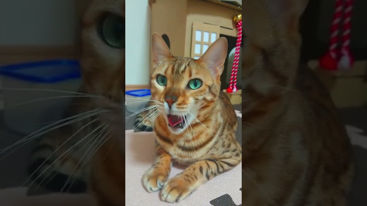 ベンガル猫のあくび