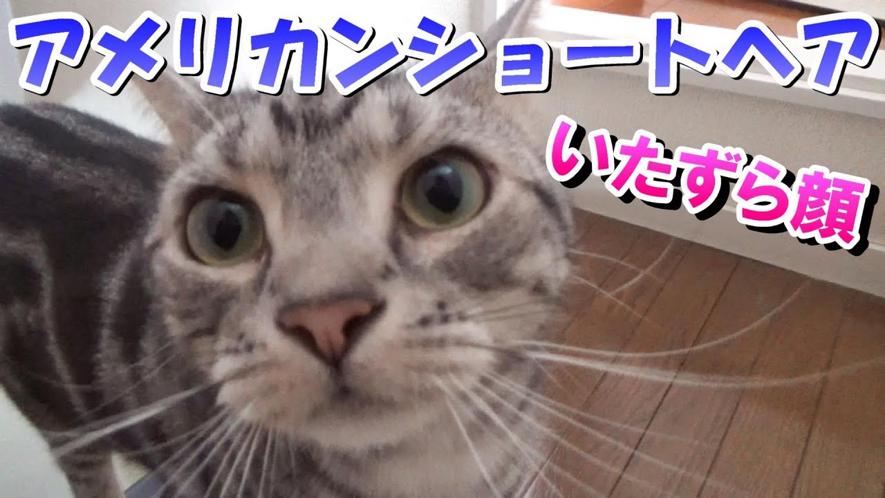 いたずらする２歳の日常（アメリカンショートヘア）
