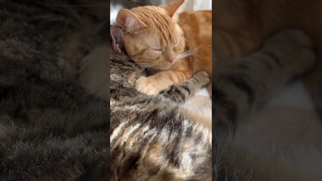 親子揃って♡ #猫 #子猫 #shorts