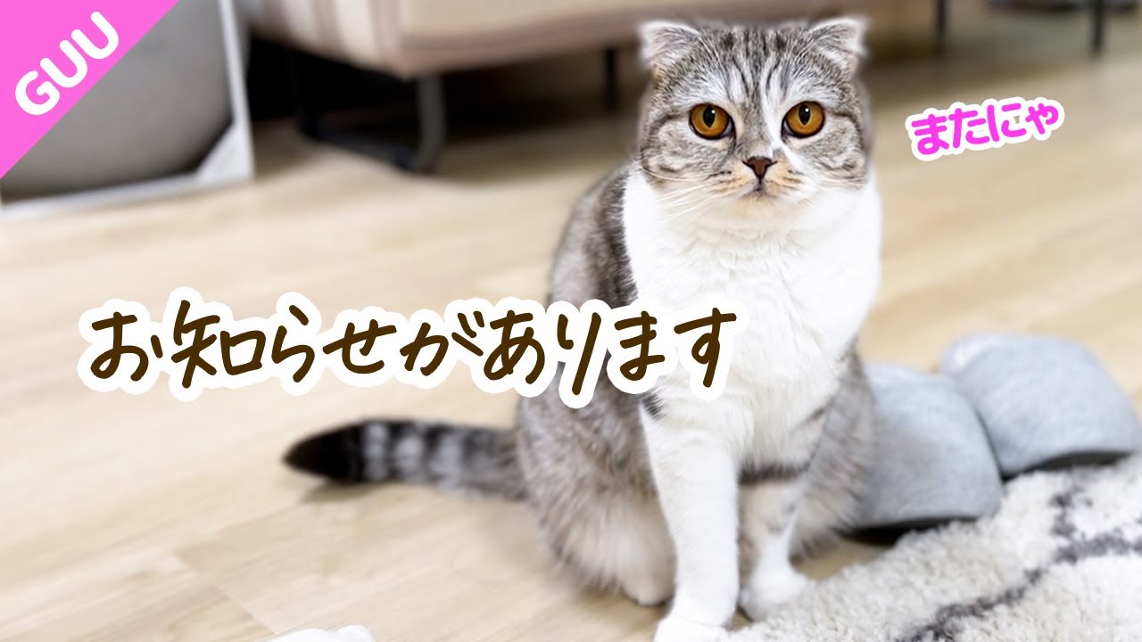 お知らせがあります［スコティッシュフォールド］