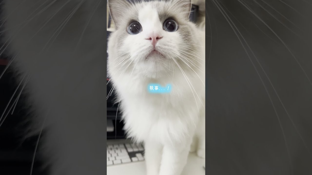 ドアップで甘えてくる猫【ラグドール】【かわいい】