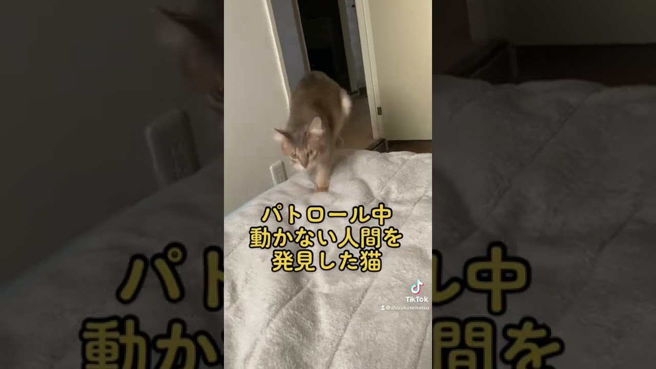 a cat on patrol.#cat #猫 #ソマリ #somali