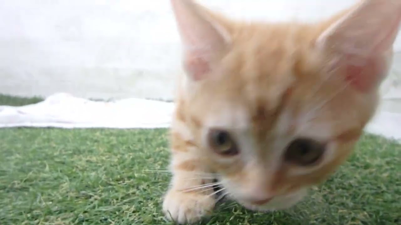 00601130 アメリカンショートヘアー