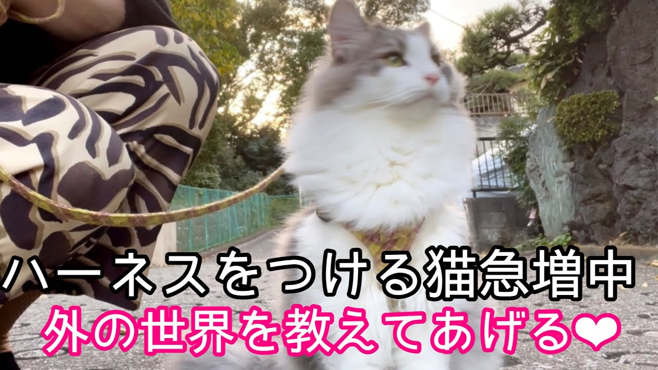 ハーネスを着ける猫急増中♡ぐいぐい散歩を始めたノルウェージャンフォレストキャット
