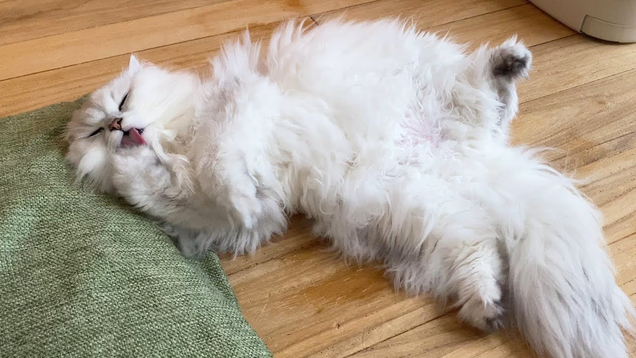 怠惰なペルシャ猫は太ってしまいました。