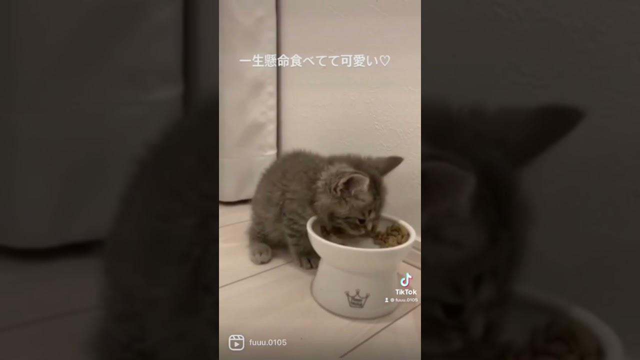 我が家に来て初めてのごはん【スコティッシュフォールド】#こねこ #ねこ
