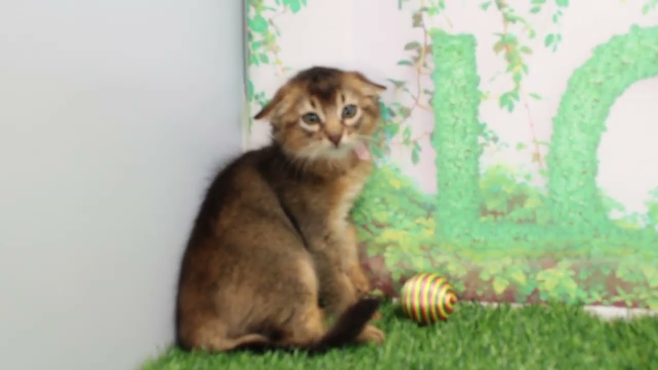 Coo&RIKU　No597496　ソマリ