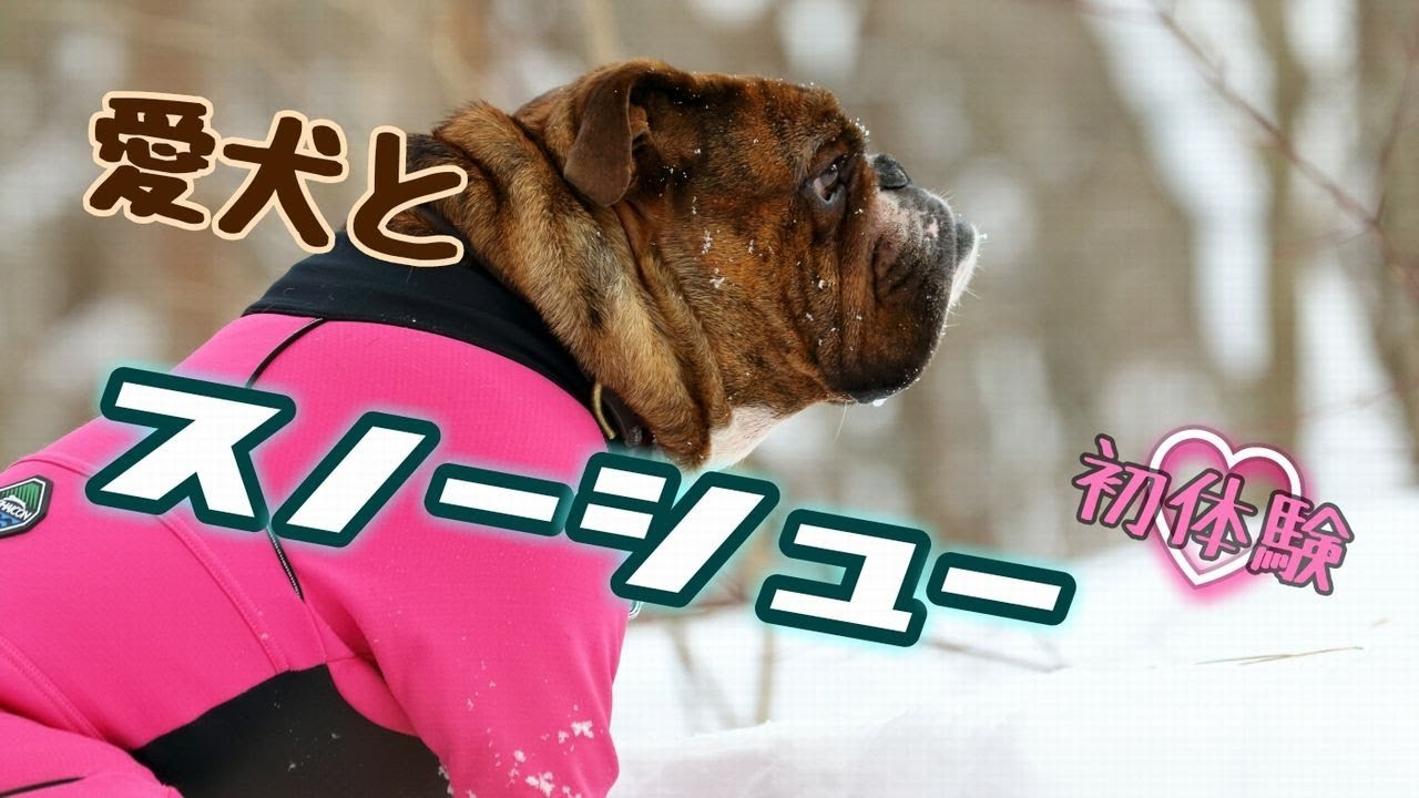 愛犬とスノーシューデビュー【五色沼】福島県裏磐梯 SnowShoe
