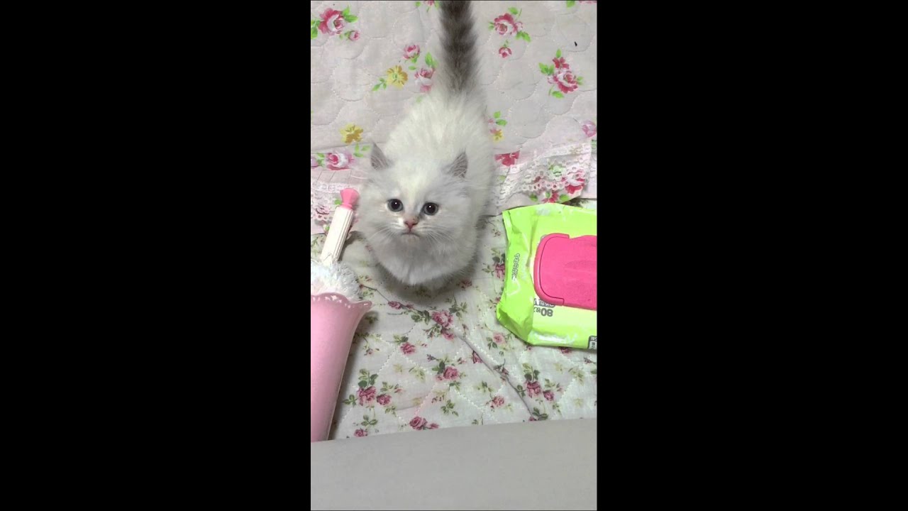 キンカロー♪ココたん♪だっこ