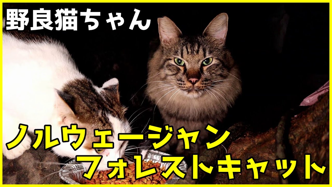 ノルウェージャンフォレストキャット？の野良猫ちゃんがいました