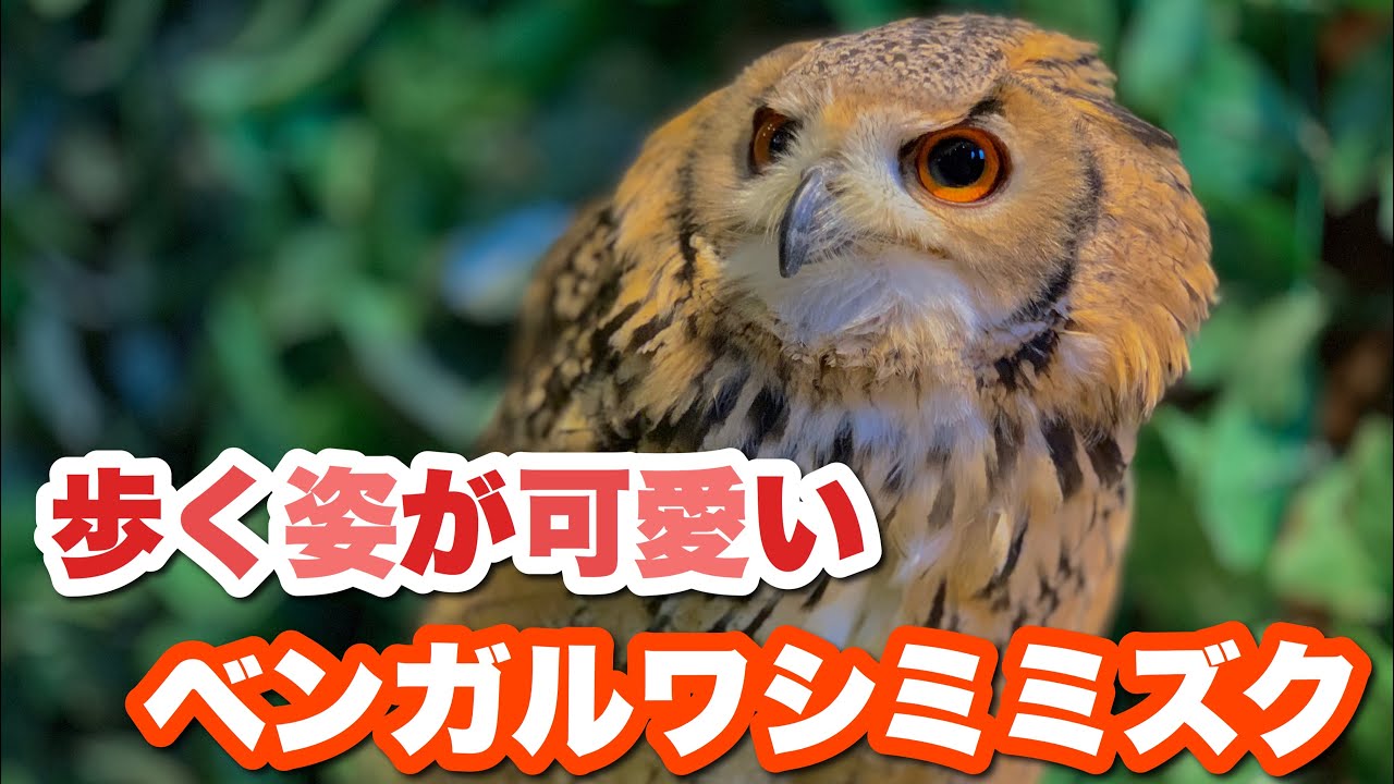 歩く姿が可愛すぎるベンガルワシミミズク【Owl walking】