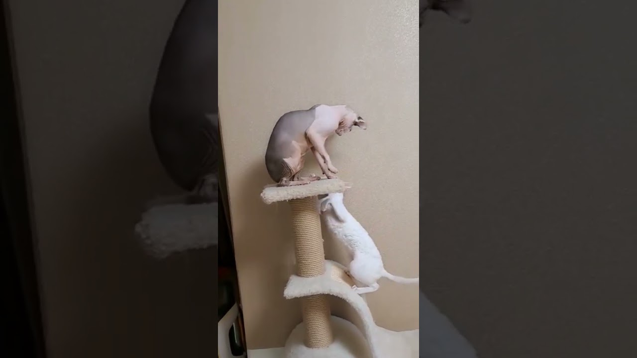 Sphinx vs Cornish Rex 😍 #cat  #funny #cat #cornishrex #shorts